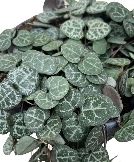 Ceropegia linearis sp. Woodii - String of Hearts Image 3