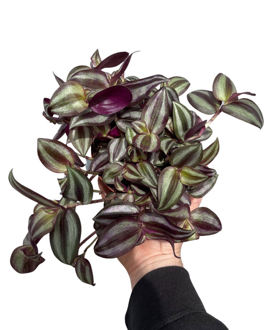 Tradescantia zebrina Image 3