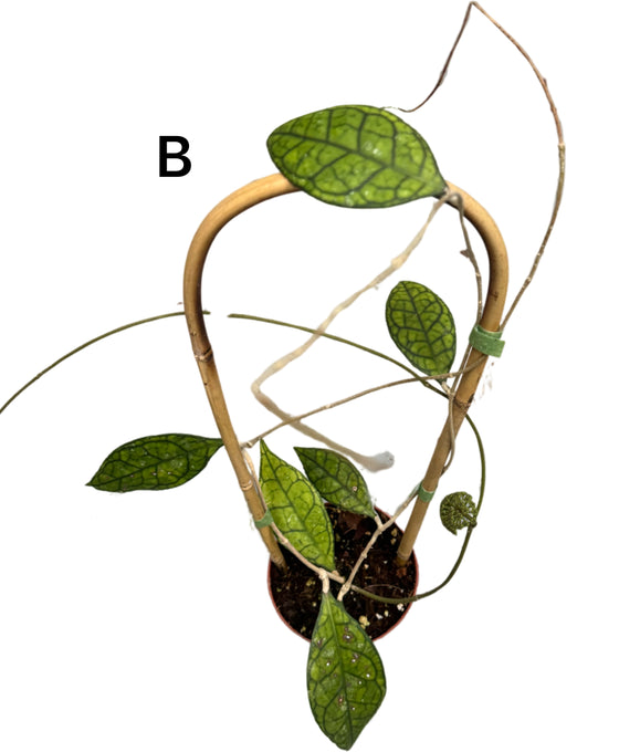 Hoya finlaysonii Image 2