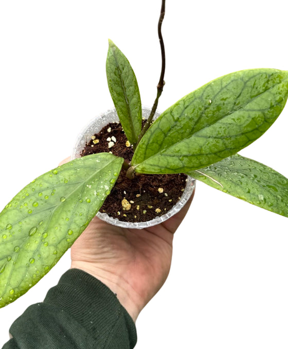Hoya vitellinoides Image 2