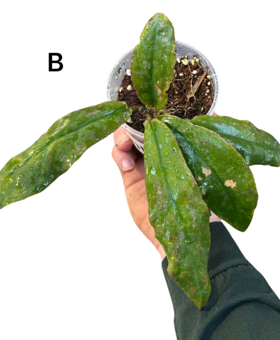 Hoya undulata Image 3