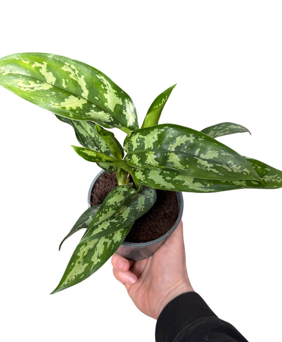 Aglaonema 'Maria' Image 2