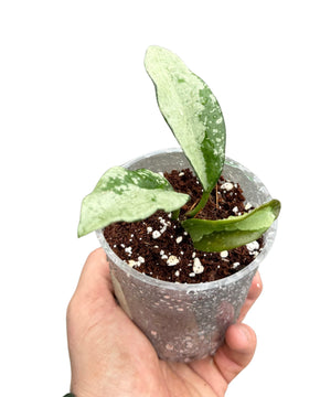 Hoya AH074 'Silver' (syn. Silver Moon')