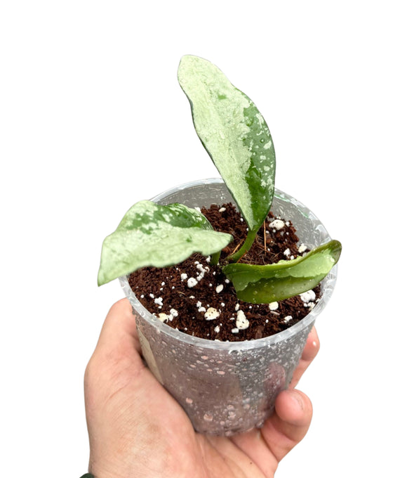 Hoya AH074 'Silver' (syn. Silver Moon') Image 1