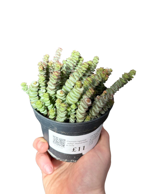 Crassula rupestris subsp. Marnieriana Image 1