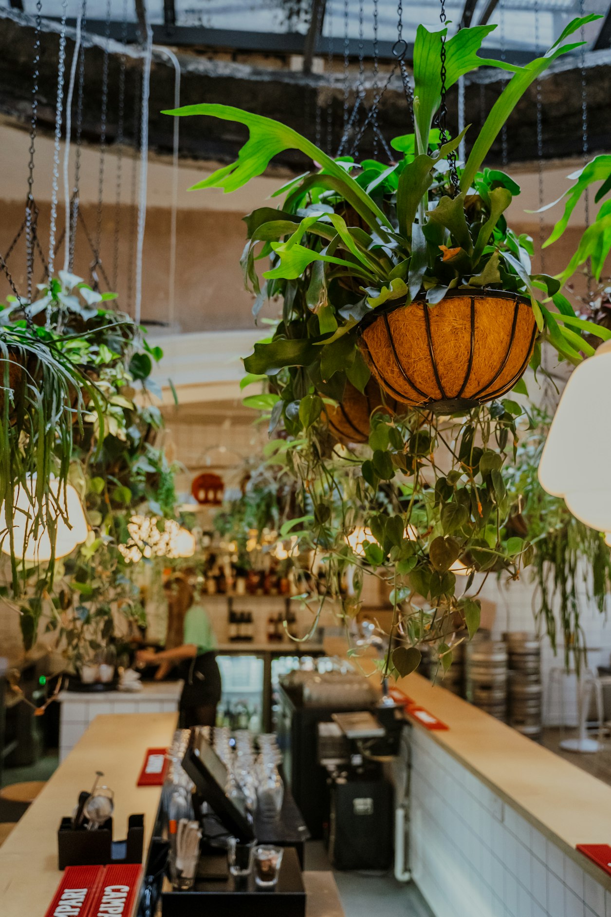 Hanging houseplant Rudys Pizza