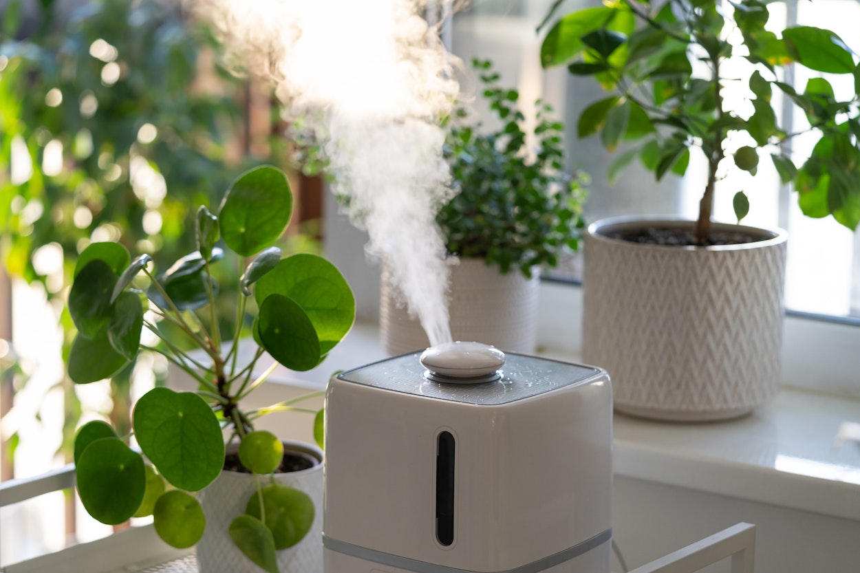 Houseplants