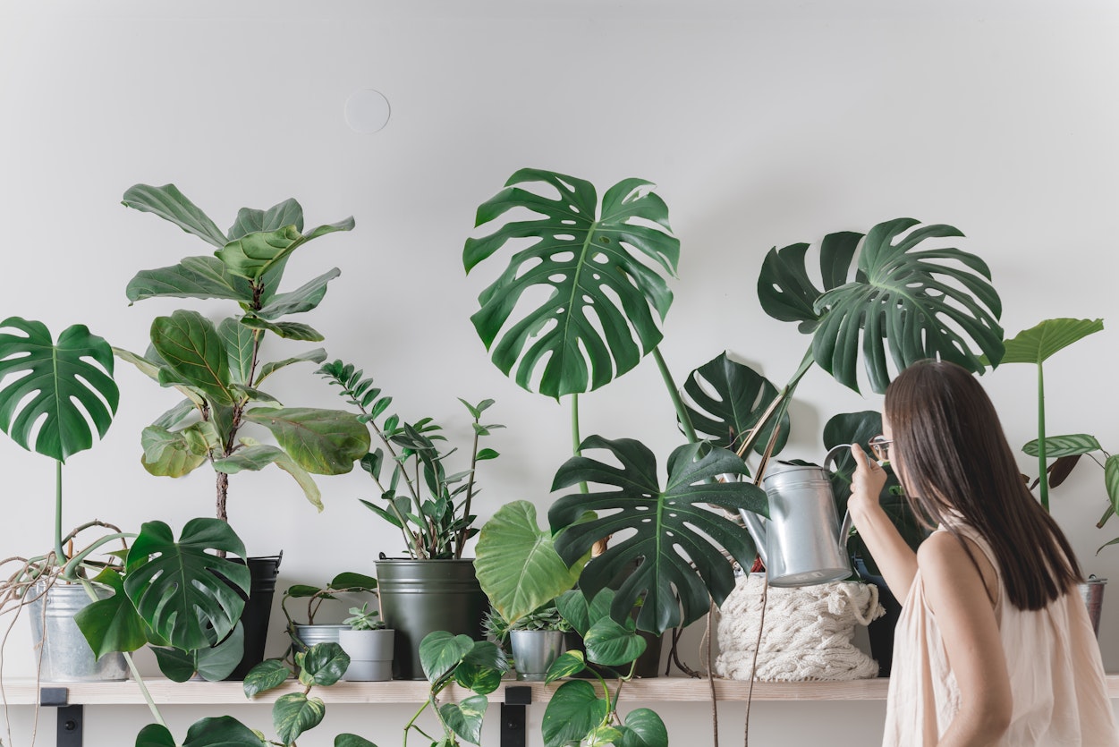 Different Types of Houseplants