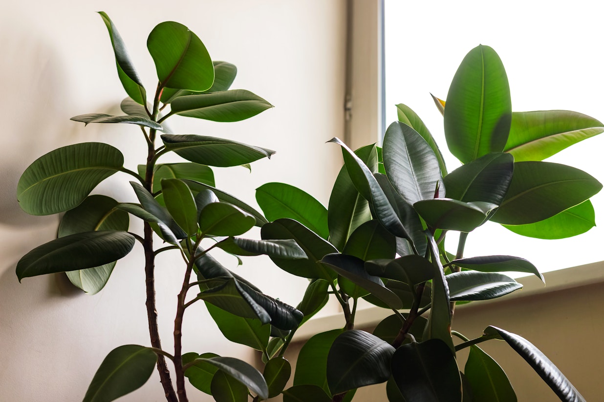 Ficus elastica