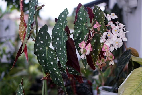 Begonia