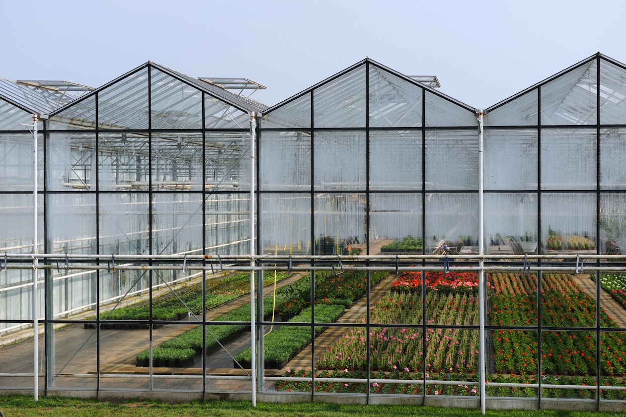 Plants