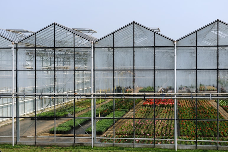 Plants