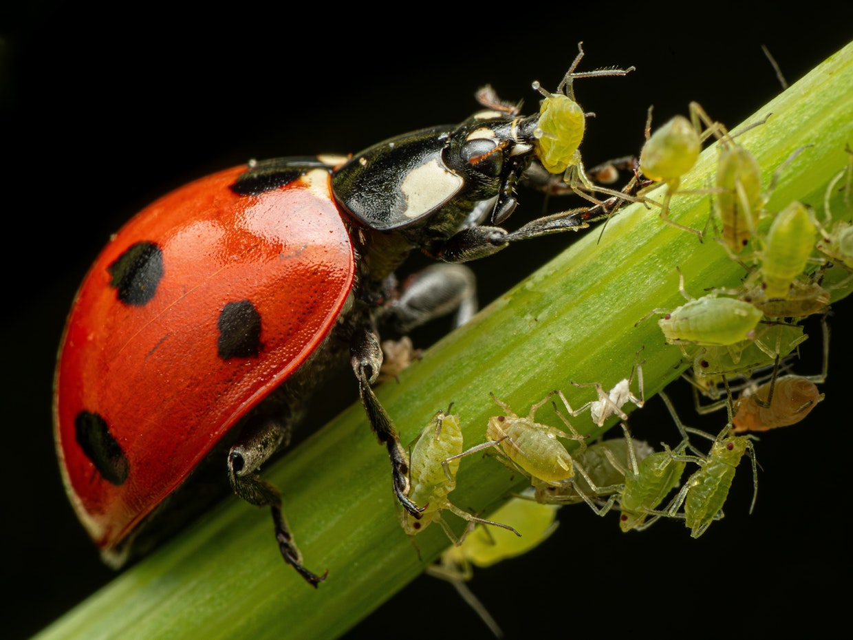 Aphids