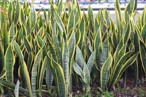 Sansevieria