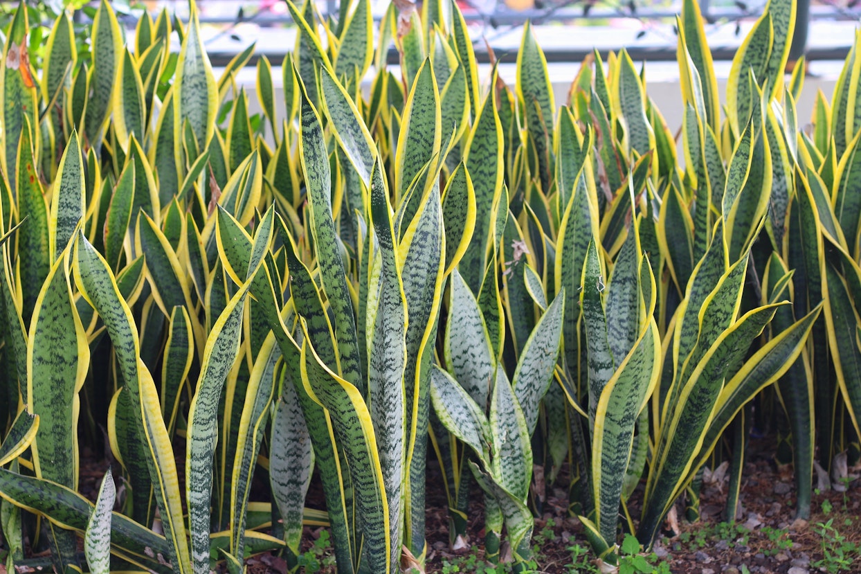 Sansevieria