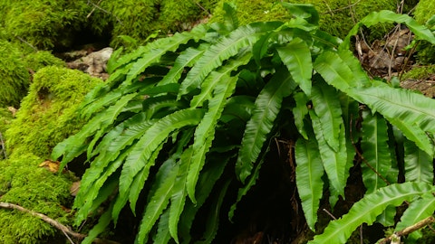 Asplenium