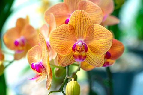 Moth Orchid