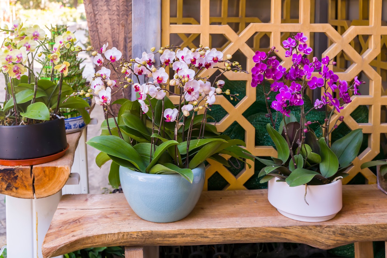 Moth Orchid