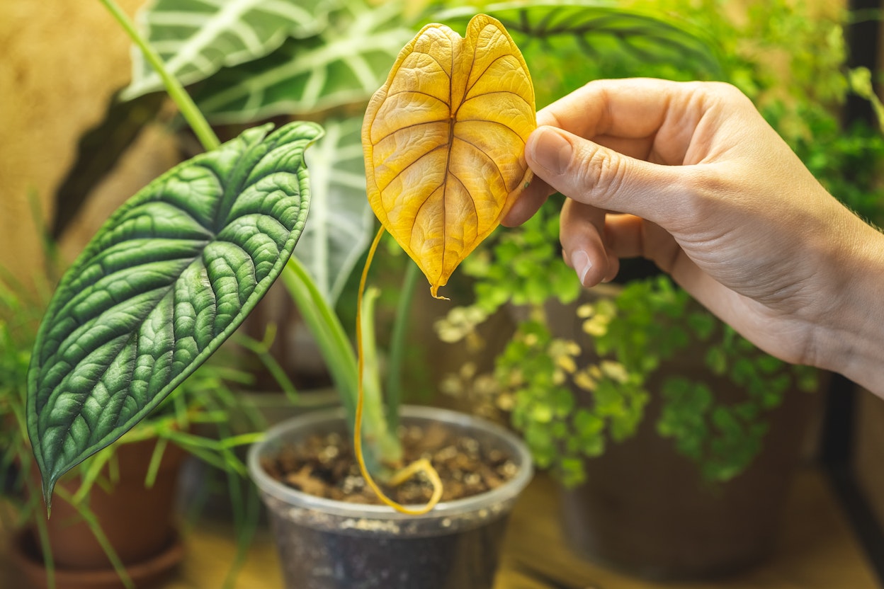 Alocasia 'Dragon Scale' with yellow leaf