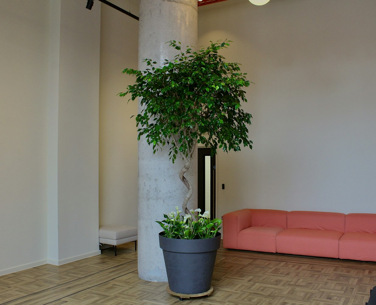 Biophilic design- commercial plant installation