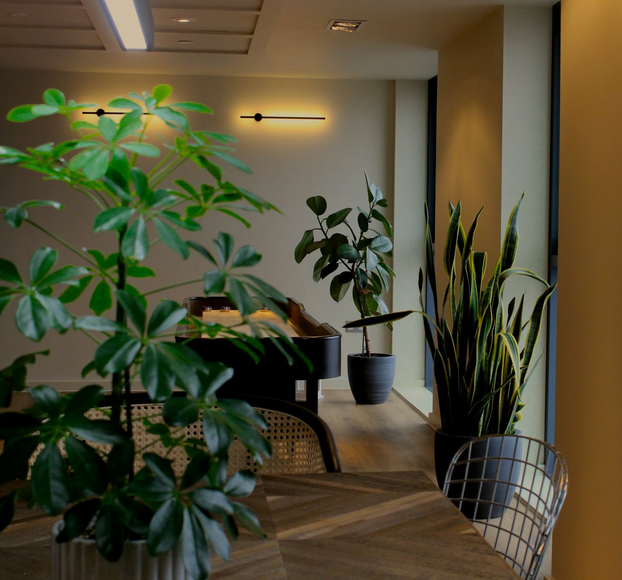 Biophilic design- commercial plant installation