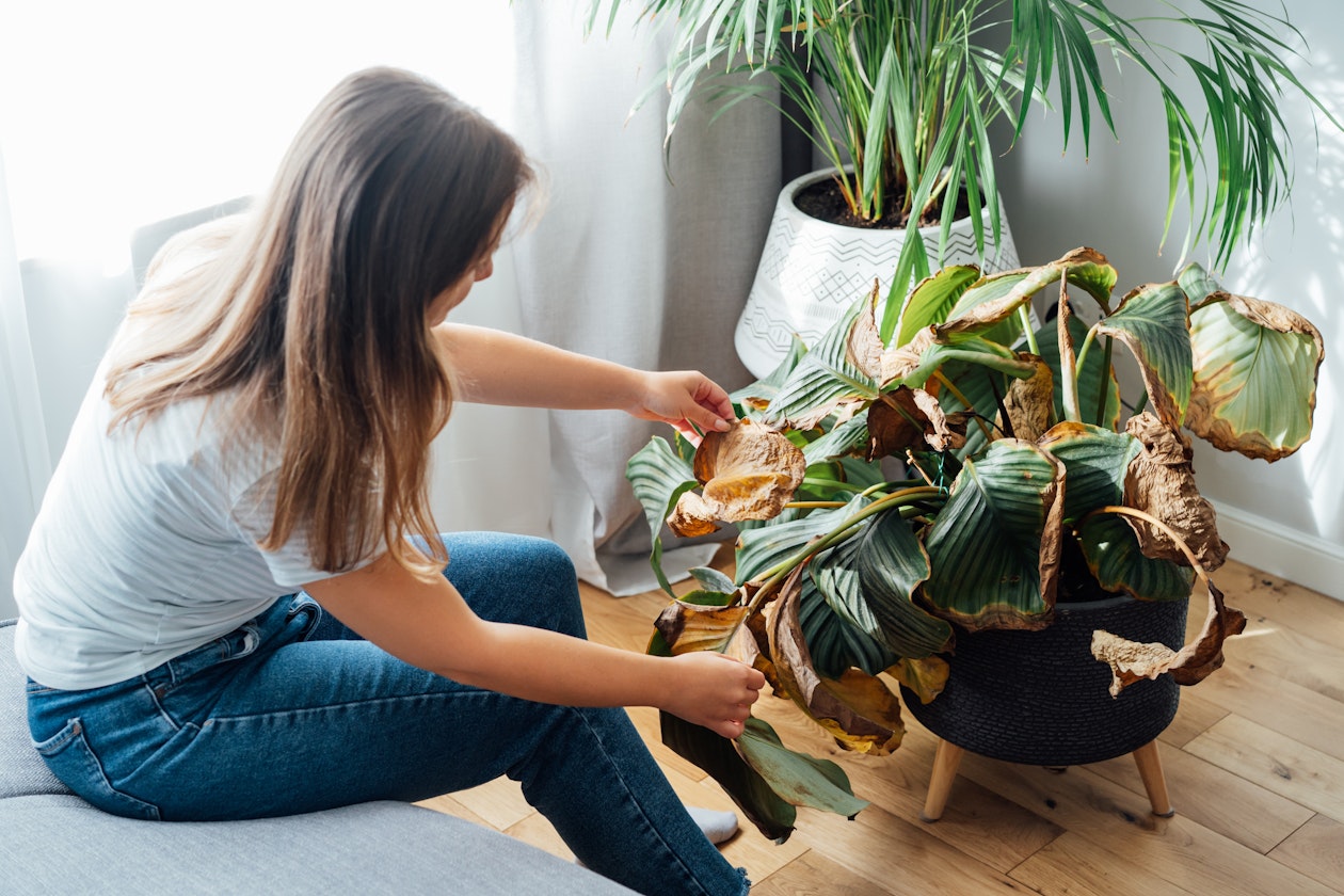 Plants