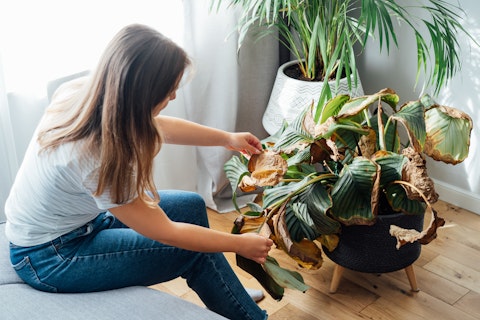 Plants