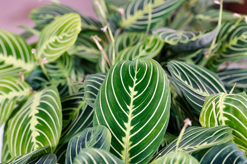 Plants