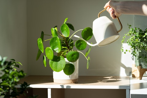 Watering