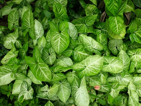 syngonium plants