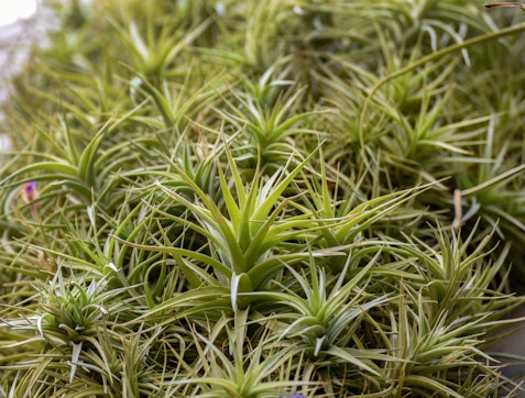 Tillandsia - air plants