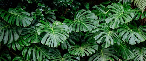 Monstera deliciosa