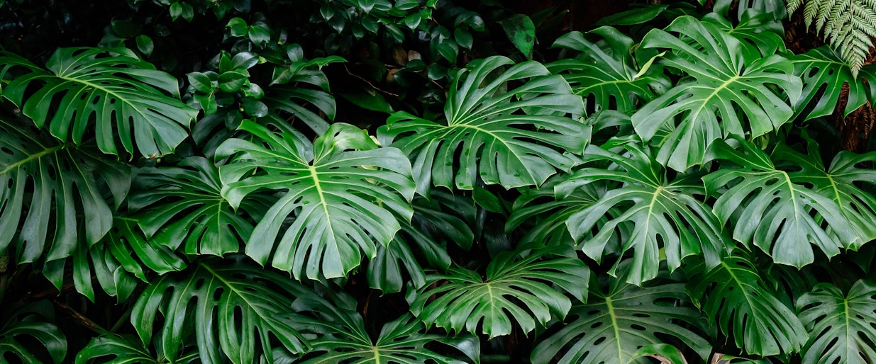 Monstera deliciosa