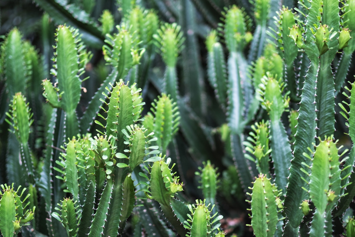 Euphorbia close ups
