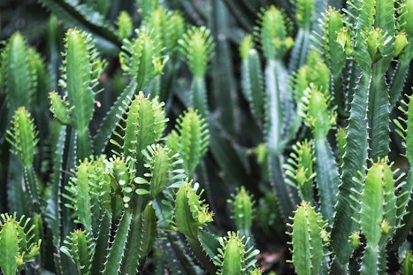 Euphorbia close ups