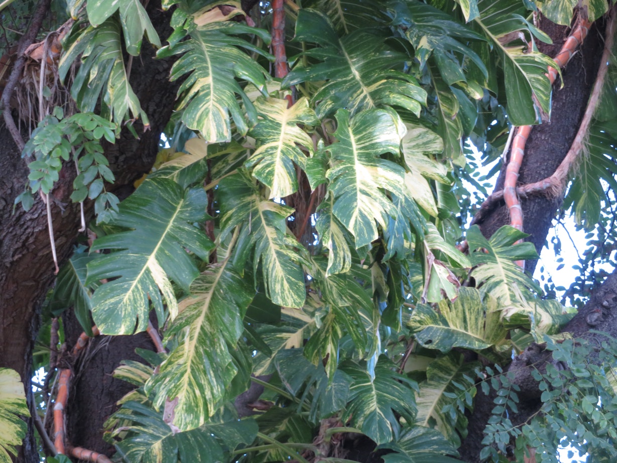 mature epipremnum aureum