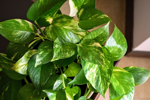 Pothos plant