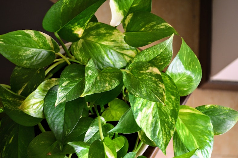 Pothos plant