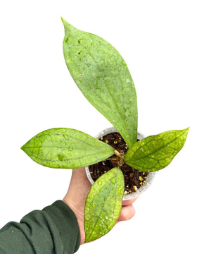 Hoya 'Jennifer'