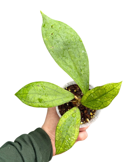 Hoya 'Jennifer' Image 1