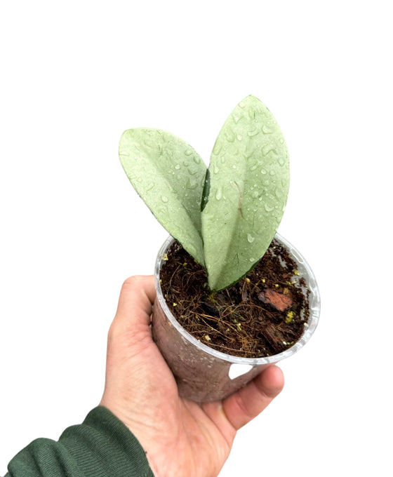 Hoya AH074 'Silver' (syn. Silver Moon') Image 2