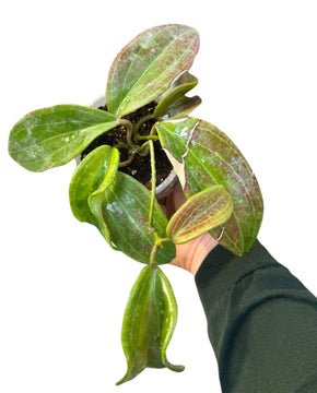 Hoya merrillii (long leaves)