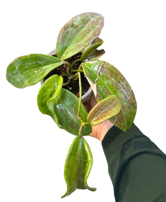 Hoya merrillii (long leaves) Image 1