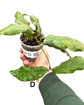 Hoya undulata