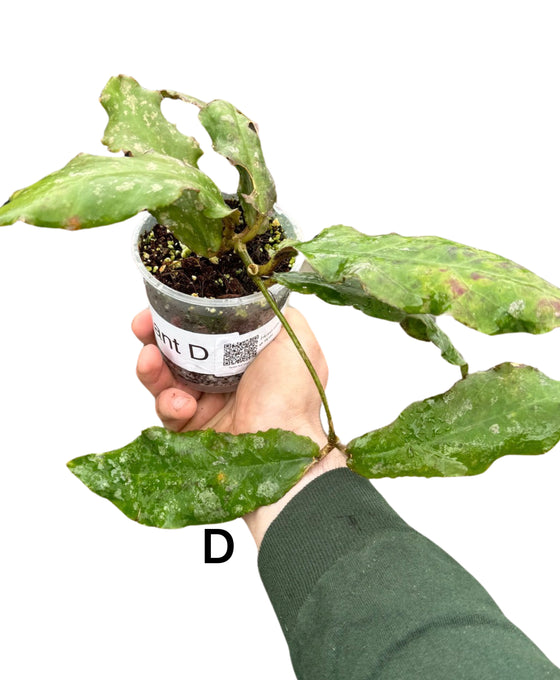 Hoya undulata Image 1