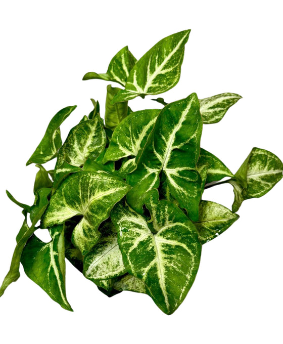 Syngonium podophyllum 'White butterfly' Image 3
