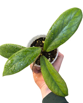 Hoya vitellinoides