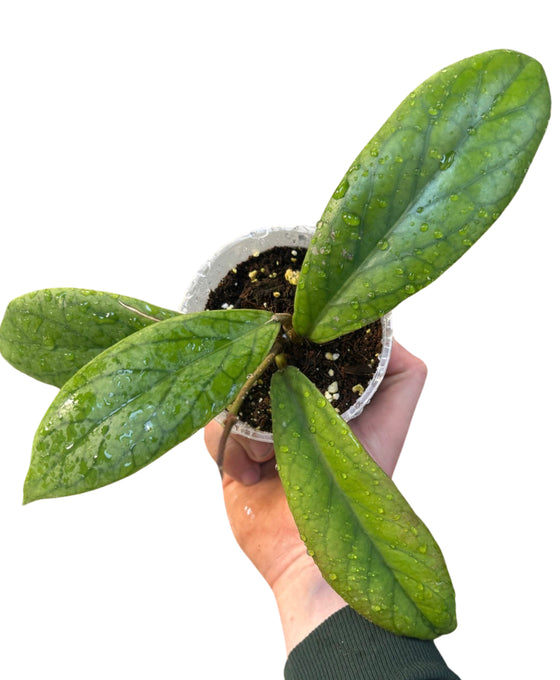 Hoya vitellinoides Image 1