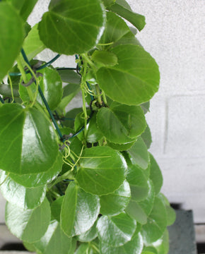 Cissus rotundifolia