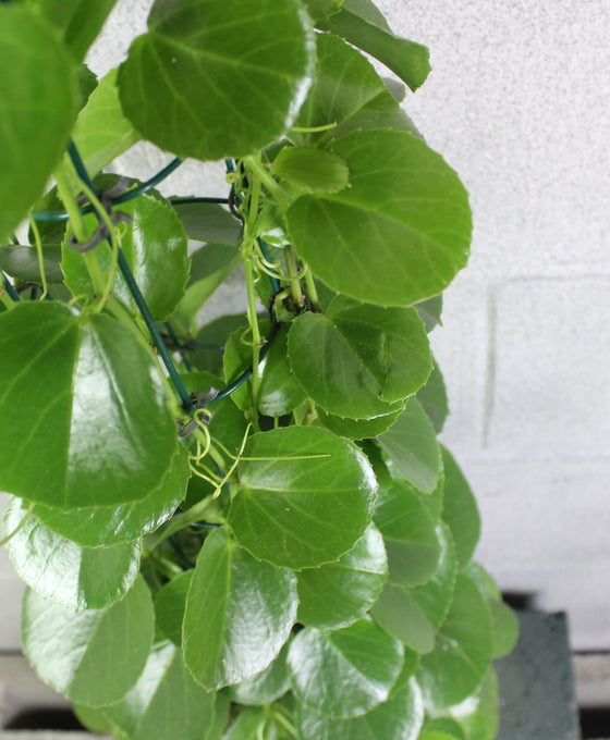 Cissus rotundifolia